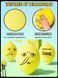 Спонж для макіяжу SHEGLAM Adventure Time Lemongrab Beauty Sponge 5852 фото 4
